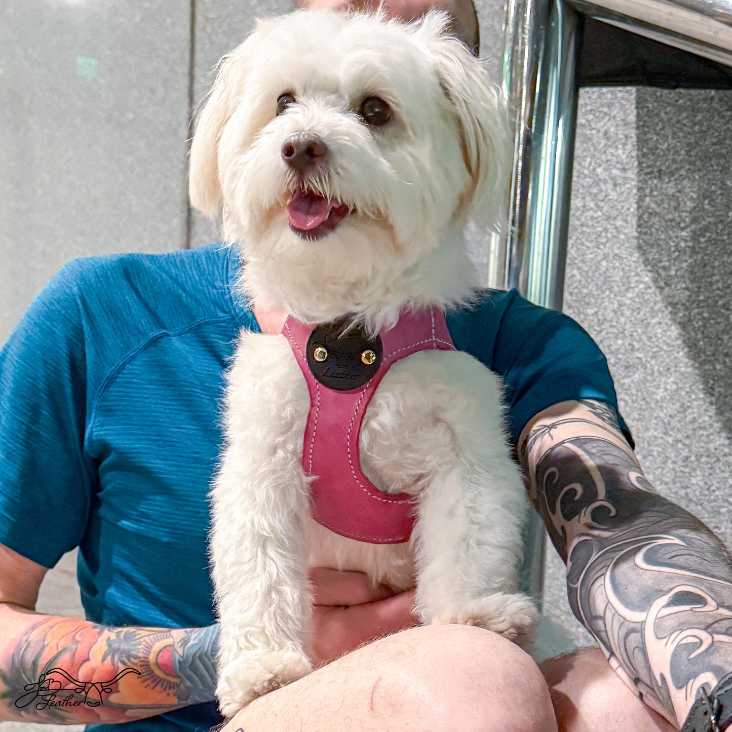 Sport Pet Harness - Best for Smaller Dogs