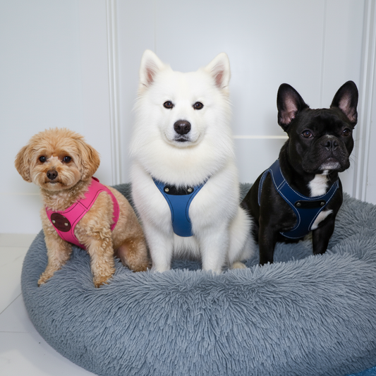 Sport Pet Harness - Best for Smaller Dogs